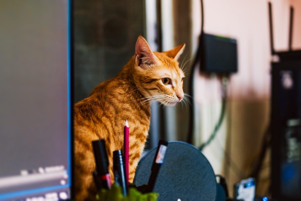 Photo personal AI assistant