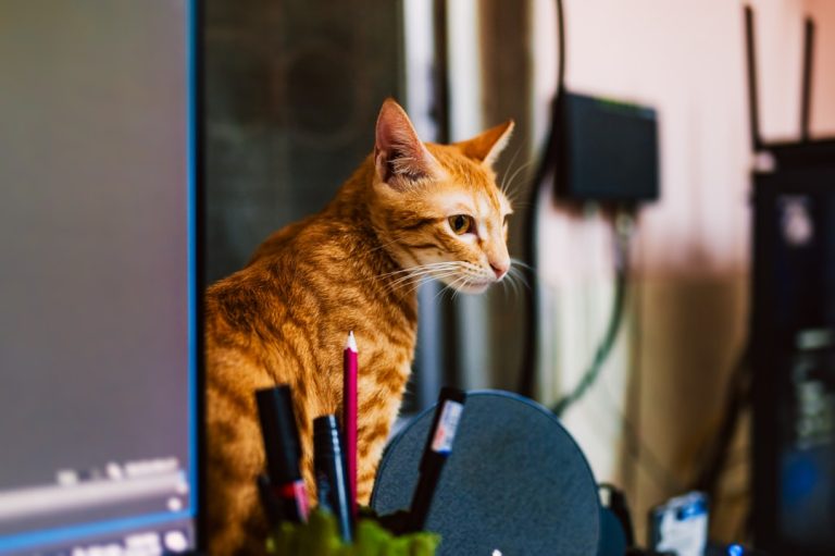 Photo personal AI assistant